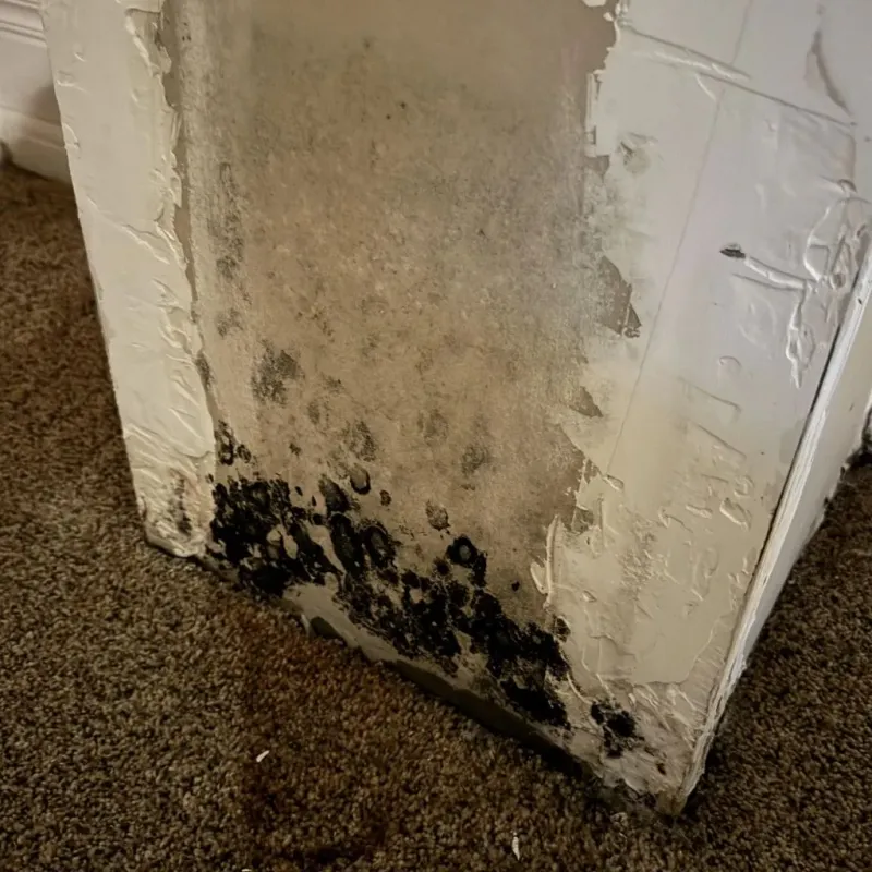 Professional Mold Removal in Meadowbrook, VA